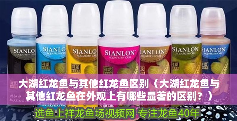 大湖紅龍魚與其他紅龍魚區別（大湖紅龍魚與其他紅龍魚在外觀上有哪些顯著的區別？）
