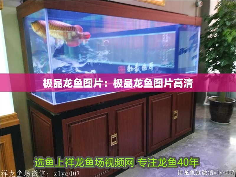 極品龍魚圖片：極品龍魚圖片高清