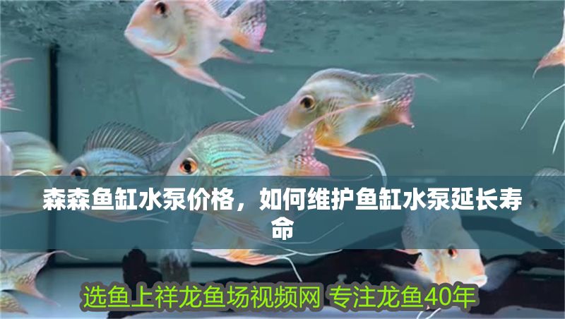 森森魚缸水泵價(jià)格，如何維護(hù)魚缸水泵延長(zhǎng)壽命