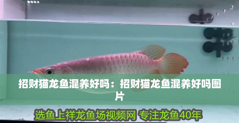 招財貓龍魚混養好嗎：招財貓龍魚混養好嗎圖片