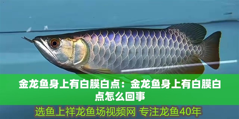 金龍魚身上有白膜白點：金龍魚身上有白膜白點怎么回事