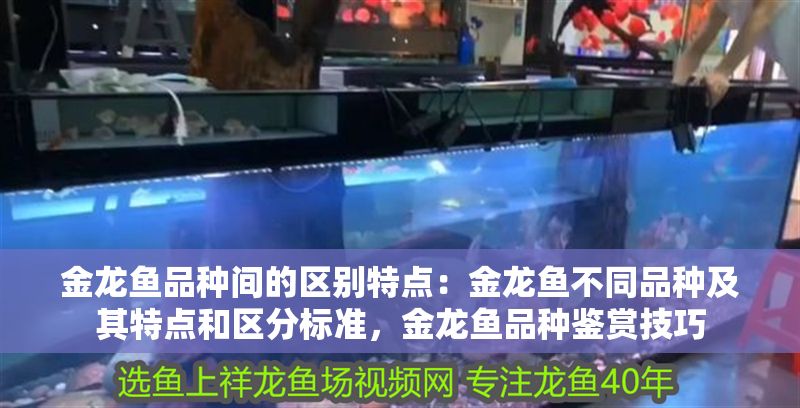 金龍魚品種間的區別特點：金龍魚不同品種及其特點和區分標準，金龍魚品種鑒賞技巧 金龍魚品種間的區別特點：金龍魚不同品種及其特點和區分標準，金龍魚品種鑒賞技巧 金龍魚百科 第2張