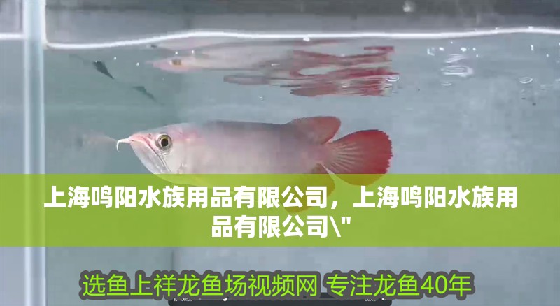 上海鳴陽水族用品有限公司，上海鳴陽水族用品有限公司 上海鳴陽水族用品有限公司，上海鳴陽水族用品有限公司\