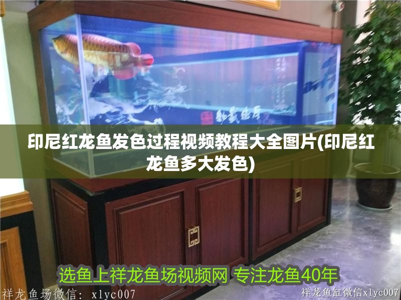 印尼紅龍魚發(fā)色過程視頻教程大全圖片(印尼紅龍魚多大發(fā)色)