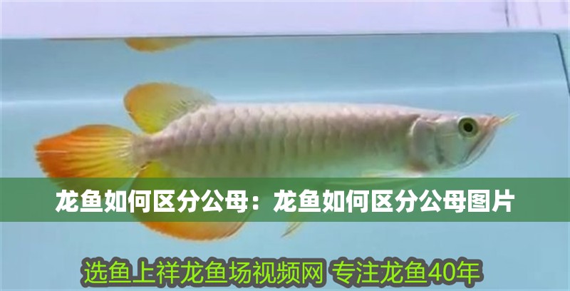 龍魚如何區分公母：龍魚如何區分公母圖片