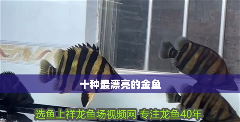 十種最漂亮的金魚