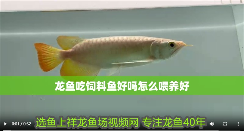 龍魚吃飼料魚好嗎怎么喂養好