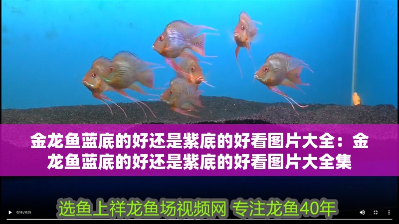 金龍魚藍底的好還是紫底的好看圖片大全：金龍魚藍底的好還是紫底的好看圖片大全集