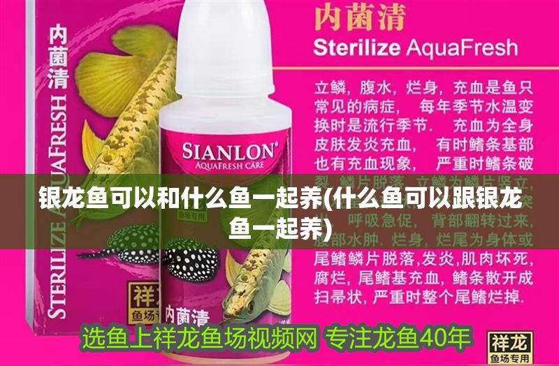 銀龍魚可以和什么魚一起養(什么魚可以跟銀龍魚一起養) 銀龍魚可以和什么魚一起養(什么魚可以跟銀龍魚一起養) 銀龍魚百科 第1張