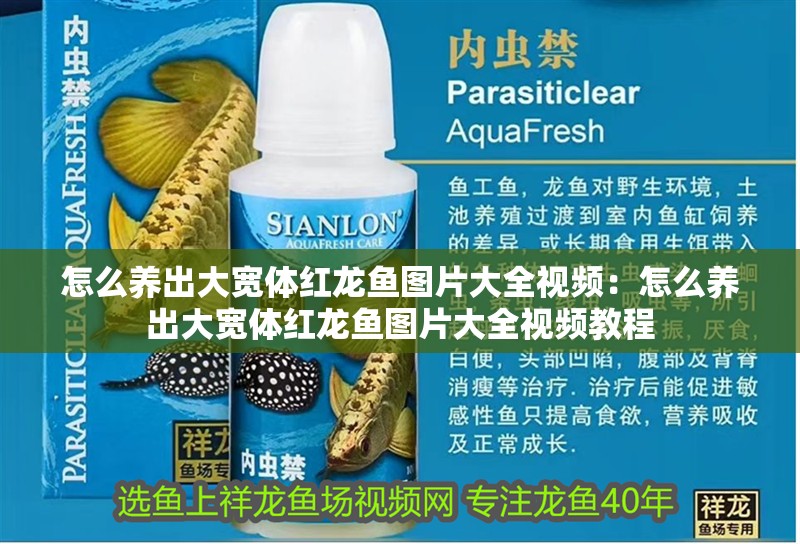 怎么養出大寬體紅龍魚圖片大全視頻：怎么養出大寬體紅龍魚圖片大全視頻教程 怎么養出大寬體紅龍魚圖片大全視頻：怎么養出大寬體紅龍魚圖片大全視頻教程 水族問答