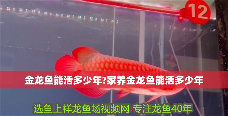 金龍魚能活多少年?家養金龍魚能活多少年
