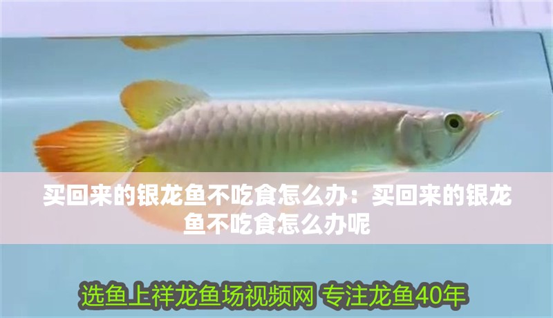 買回來的銀龍魚不吃食怎么辦：買回來的銀龍魚不吃食怎么辦呢