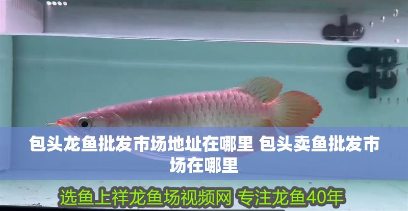 包頭龍魚批發(fā)市場地址在哪里 包頭賣魚批發(fā)市場在哪里