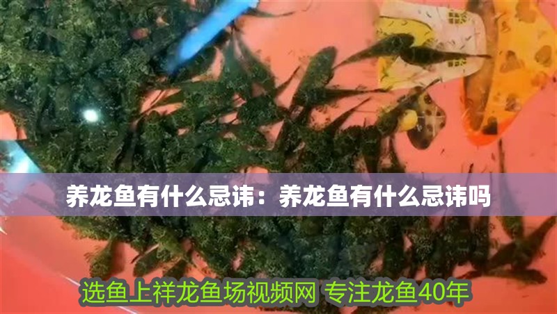 養龍魚有什么忌諱：養龍魚有什么忌諱嗎