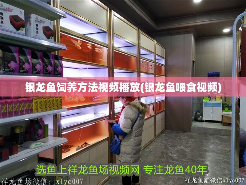 銀龍魚飼養方法視頻播放(銀龍魚喂食視頻) 銀龍魚飼養方法視頻播放(銀龍魚喂食視頻) 銀龍魚百科 第1張