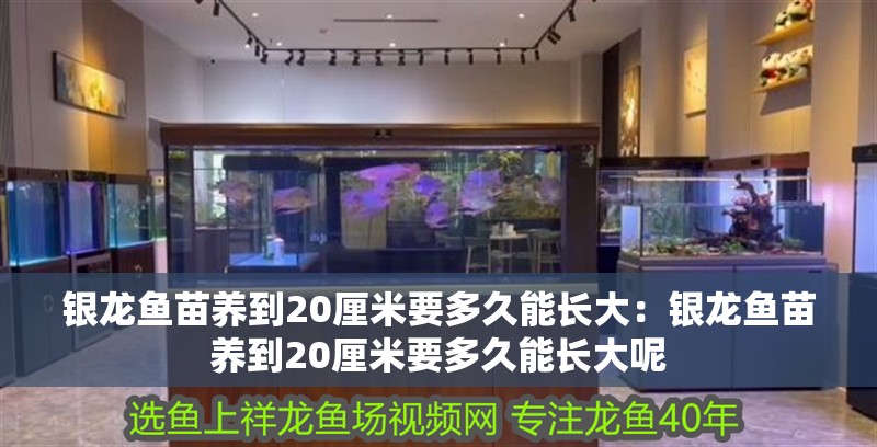 銀龍魚(yú)苗養(yǎng)到20厘米要多久能長(zhǎng)大：銀龍魚(yú)苗養(yǎng)到20厘米要多久能長(zhǎng)大呢