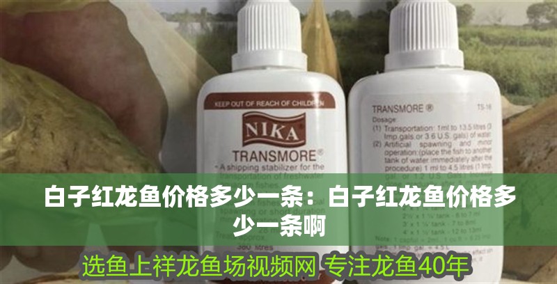 白子紅龍魚價格多少一條：白子紅龍魚價格多少一條啊