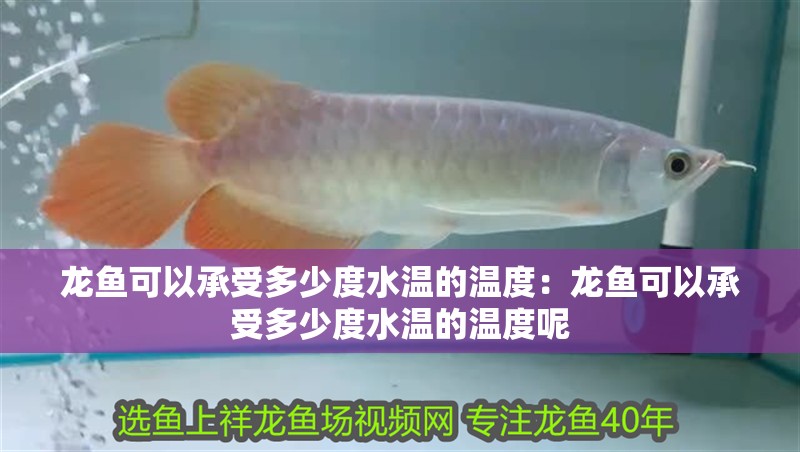 龍魚可以承受多少度水溫的溫度：龍魚可以承受多少度水溫的溫度呢 龍魚可以承受多少度水溫的溫度：龍魚可以承受多少度水溫的溫度呢 水族問答