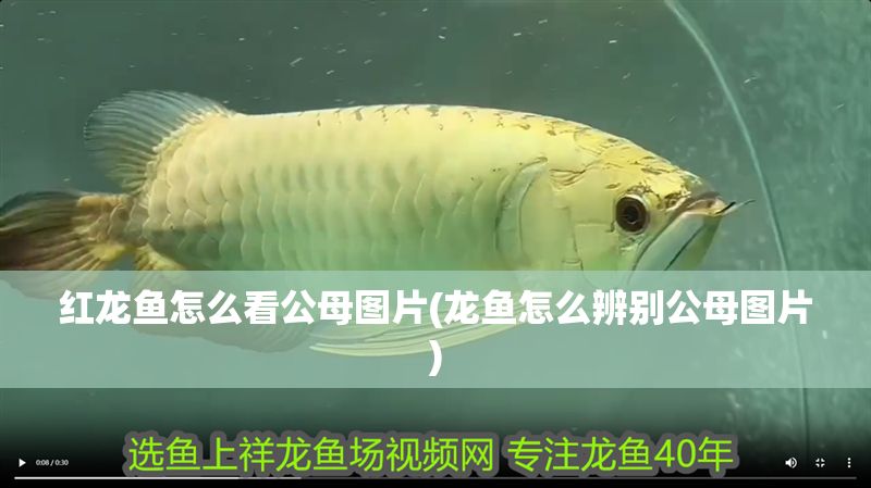 紅龍魚怎么看公母圖片(龍魚怎么辨別公母圖片)