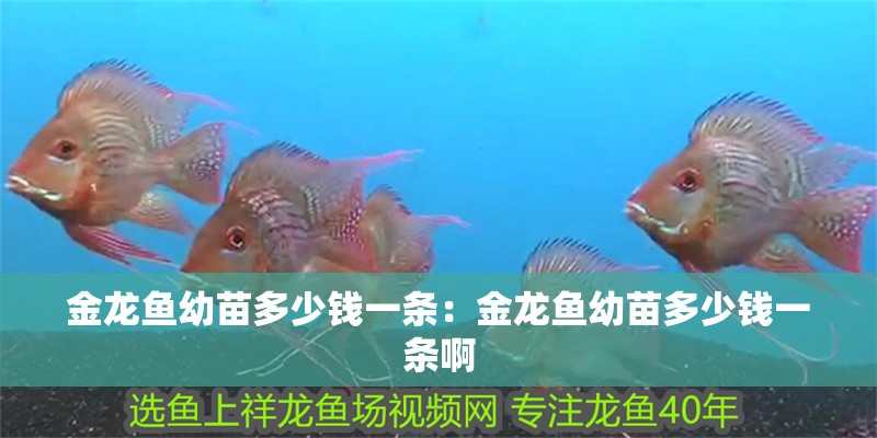 金龍魚幼苗多少錢一條：金龍魚幼苗多少錢一條啊