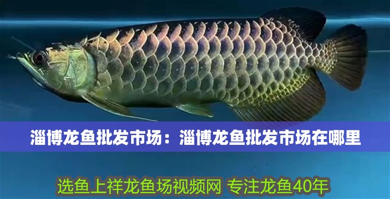 淄博龍魚批發(fā)市場：淄博龍魚批發(fā)市場在哪里