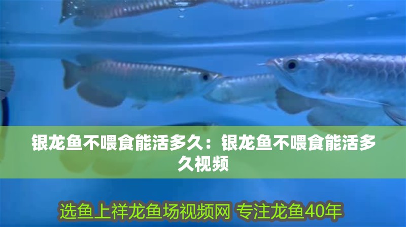 銀龍魚不喂食能活多久：銀龍魚不喂食能活多久視頻