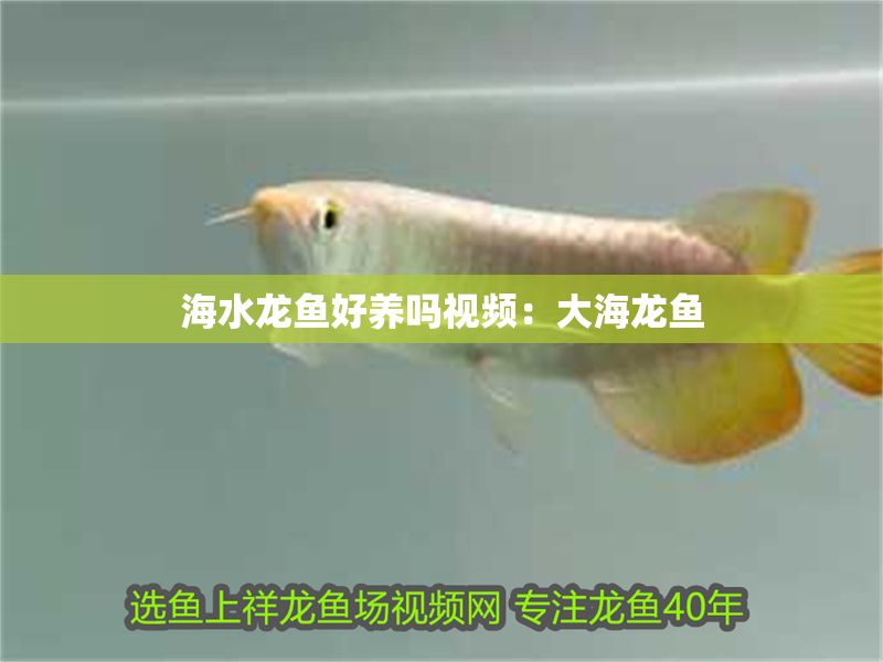 海水龍魚好養(yǎng)嗎視頻：大海龍魚
