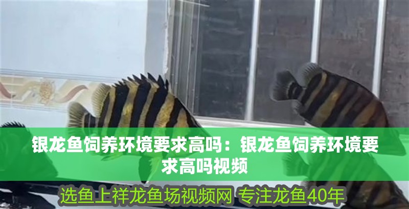 銀龍魚飼養(yǎng)環(huán)境要求高嗎：銀龍魚飼養(yǎng)環(huán)境要求高嗎視頻