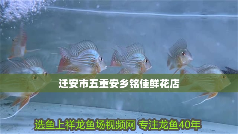 遷安市五重安鄉銘佳鮮花店 遷安市五重安鄉銘佳鮮花店 全國水族館企業名錄 第2張