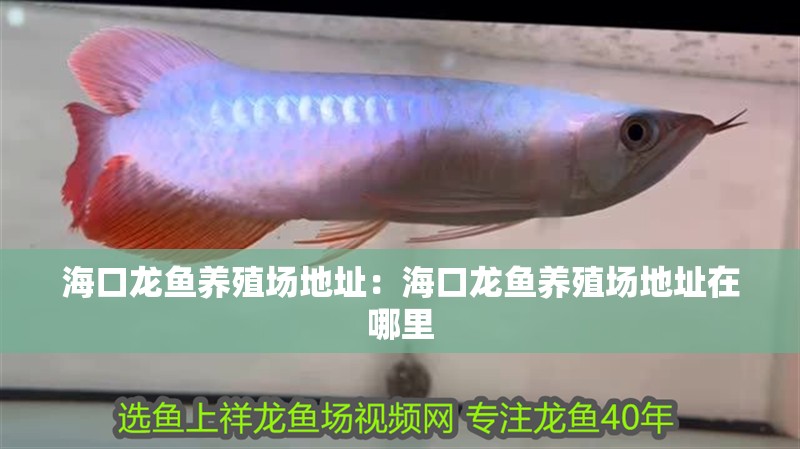 海口龍魚養(yǎng)殖場(chǎng)地址：海口龍魚養(yǎng)殖場(chǎng)地址在哪里