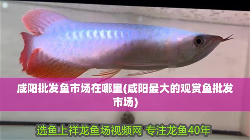 咸陽批發魚市場在哪里(咸陽最大的觀賞魚批發市場)