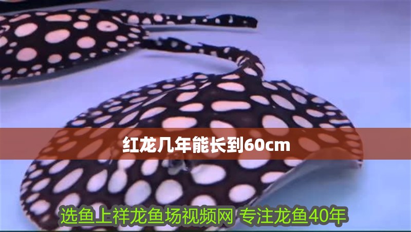 紅龍幾年能長到60cm 紅龍幾年能長到60cm 龍魚百科 第1張