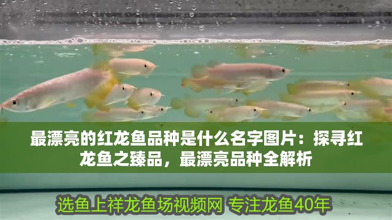 最漂亮的紅龍魚品種是什么名字圖片：探尋紅龍魚之臻品，最漂亮品種全解析