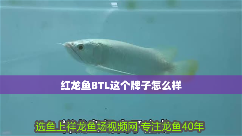 紅龍魚BTL這個牌子怎么樣 紅龍魚BTL這個牌子怎么樣 龍魚百科 第1張