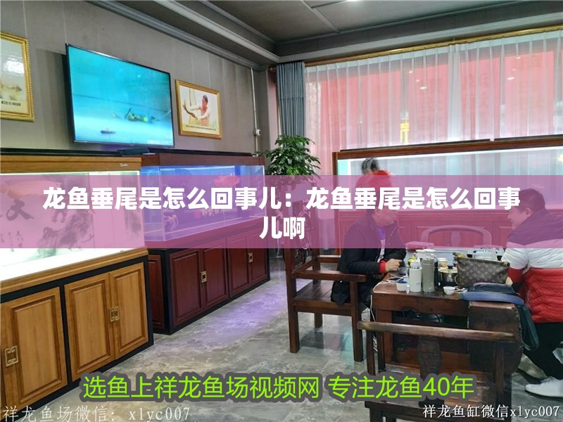 龍魚垂尾是怎么回事兒：龍魚垂尾是怎么回事兒啊 龍魚垂尾是怎么回事兒：龍魚垂尾是怎么回事兒啊 水族問答