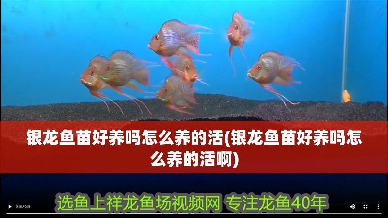 銀龍魚(yú)苗好養(yǎng)嗎怎么養(yǎng)的活(銀龍魚(yú)苗好養(yǎng)嗎怎么養(yǎng)的活啊)