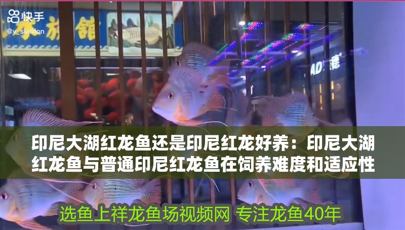 印尼大湖紅龍魚還是印尼紅龍好養：印尼大湖紅龍魚與普通印尼紅龍魚在飼養難度和適應性上有差異