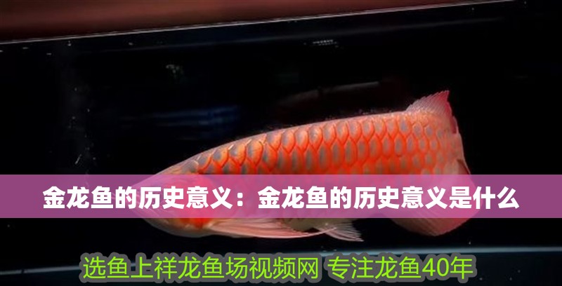 金龍魚的歷史意義：金龍魚的歷史意義是什么