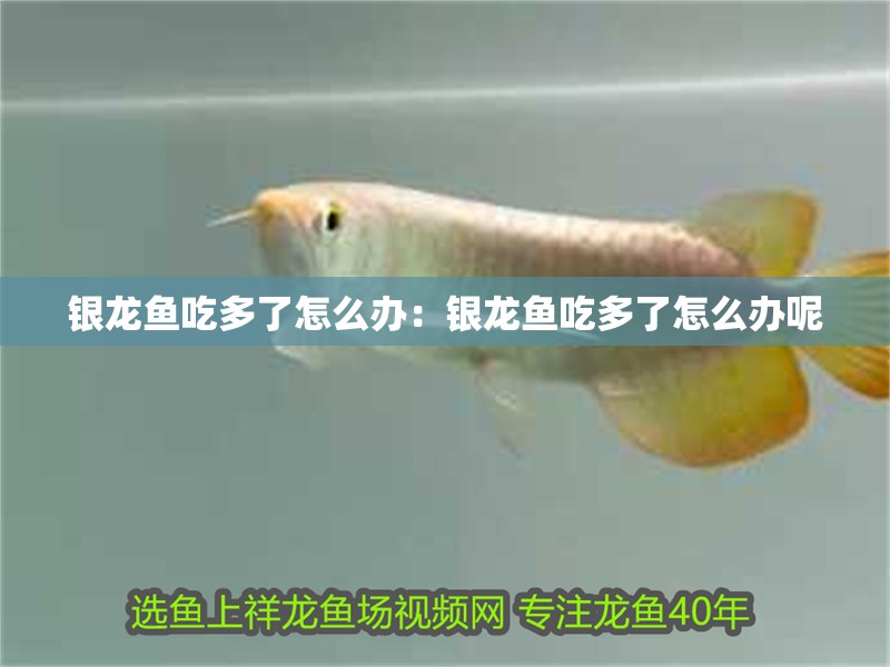 銀龍魚吃多了怎么辦：銀龍魚吃多了怎么辦呢