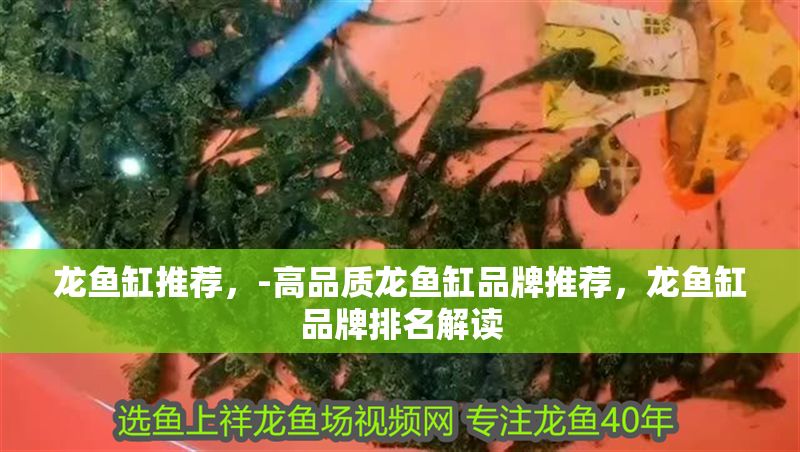 龍魚缸推薦，-高品質龍魚缸品牌推薦，龍魚缸品牌排名解讀 龍魚缸推薦，-高品質龍魚缸品牌推薦，龍魚缸品牌排名解讀 魚缸百科 第2張