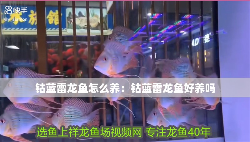 鈷藍雷龍魚怎么養：鈷藍雷龍魚好養嗎