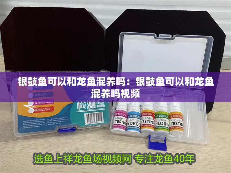 銀鼓魚可以和龍魚混養嗎：銀鼓魚可以和龍魚混養嗎視頻