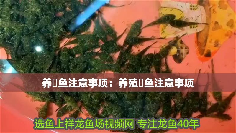 養魟魚注意事項:養殖魟魚注意事項 魟魚百科 第2張 養魟魚注意事項:養殖魟魚注意事項 養魟魚注意事項:養殖魟魚注意事項 魟魚百科 第2張