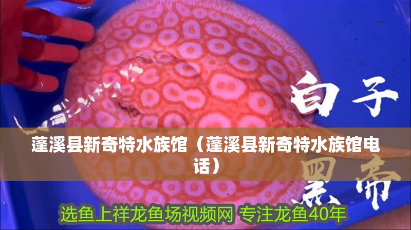 蓬溪縣新奇特水族館（蓬溪縣新奇特水族館電話）
