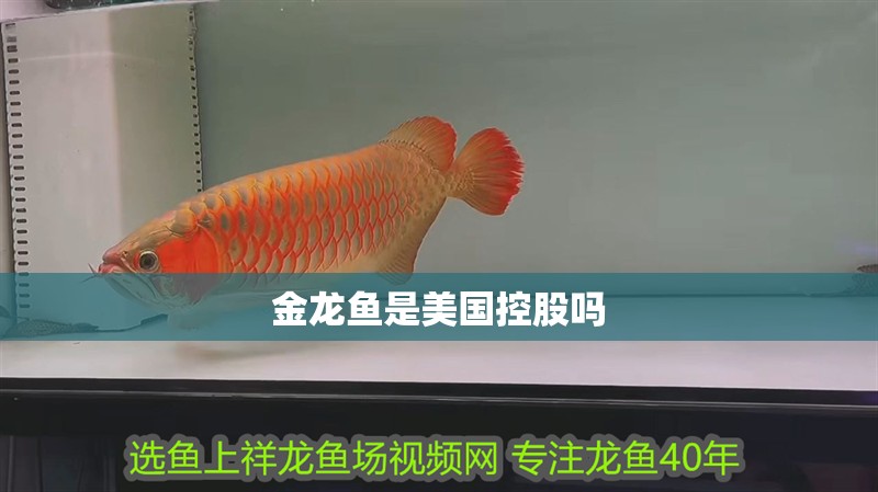 金龍魚是美國控股嗎