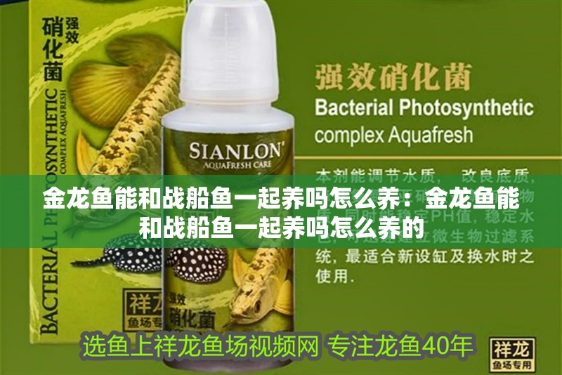 金龍魚能和戰船魚一起養嗎怎么養：金龍魚能和戰船魚一起養嗎怎么養的