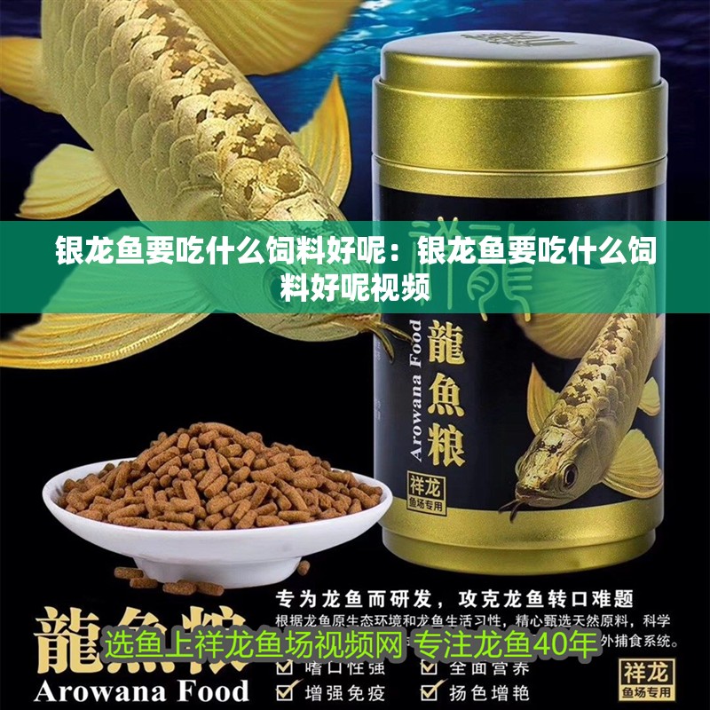 銀龍魚要吃什么飼料好呢：銀龍魚要吃什么飼料好呢視頻