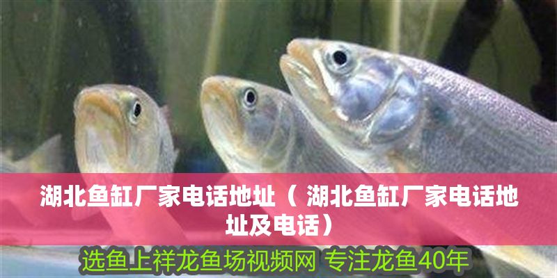 湖北魚缸廠家電話地址（ 湖北魚缸廠家電話地址及電話）