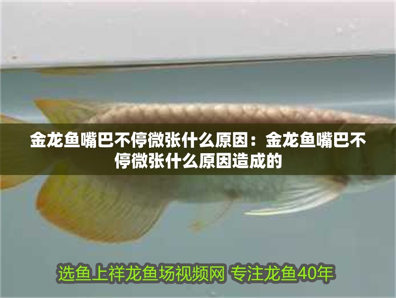 金龍魚嘴巴不停微張什么原因：金龍魚嘴巴不停微張什么原因造成的