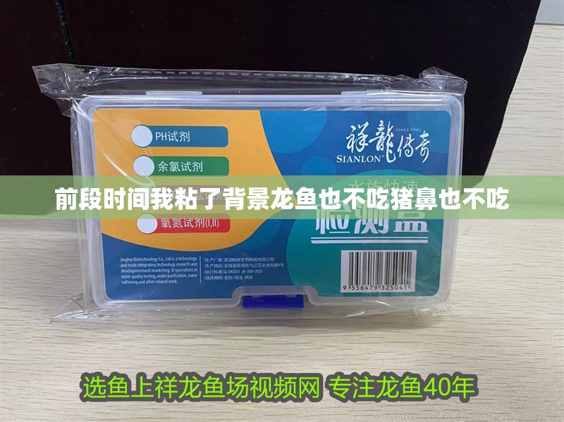 前段時間我粘了背景龍魚也不吃豬鼻也不吃